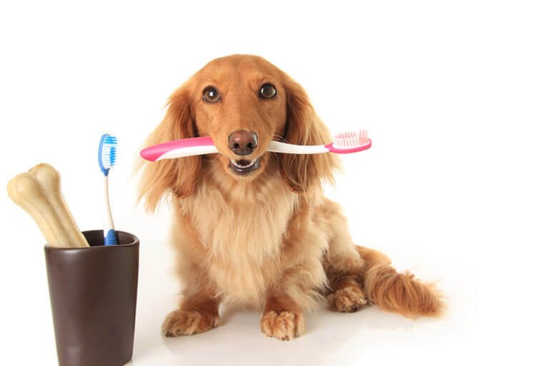 dog with brush and tools